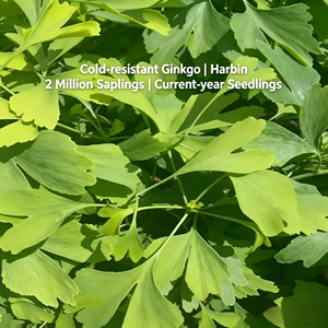 Poudre d'extrait de feuille de <span class=keywords><strong>Ginkgo</strong></span> <span class=keywords><strong>Biloba</strong></span> naturelle à base de plantes, stimulant l'immunité, compatible végétalien, pour adultes, durée de conservation de 2 ans, personnalisable - Product Image 3