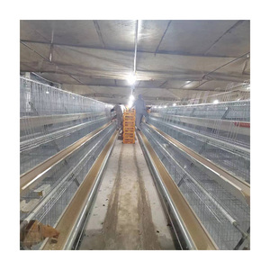Cage à poules en plastique galvanisé à chaud, type antirouille, système automatisé, fermes avicoles, marque <span class=keywords><strong>TBB</strong></span>, disponible immédiatement - Product Image 6