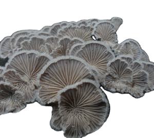 <span class=keywords><strong>Champignons</strong></span> comestibles naturels séchés de haute qualité, nouveaux <span class=keywords><strong>champignons</strong></span> de branchies blancs crus à vendre - Product Image 1