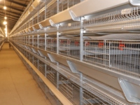 Couveuse automatique de poulet de type H Cage pour poulets de chair Cage pour volailles 4 couches Cage pour poules et poulets