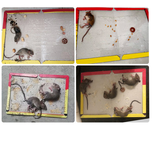 Piège à souris à colle à effet puissant, forte adhérence, carton plus épais, grande taille, saveur beurre <span class=keywords><strong>de</strong></span> cacahuète, intérieur/extérieur - Product Image 5