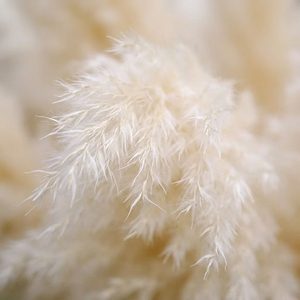 Hierba de Pampas Seca Natural al por Mayor, Plumas de Caña Esponjosas Color Crema para Decoración Boho de Hogar y Bodas, Suministro Directo de Fábrica - Product Image 4