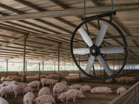 Ventilateur de circulation à panneaux haute performance pour hangar, avec moteur BLDC à entraînement direct, pour le refroidissement des porcheries