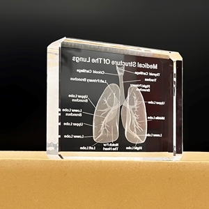 Producto al por mayor en Stock K9 Cristal Tallado 3D pulmones modelo exclusivo bloque de cristal hogar cardiología regalo para la decoración de la oficina del médico - Product Image 3