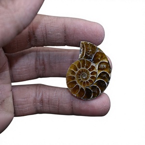 Polished Ammonite Slices Brown Natural Organic Gemstones for <b>Jewellery</b> Making <b>Shell</b> Loose Cabochon Gemstone FAIJAN GEMS - Product Image 1