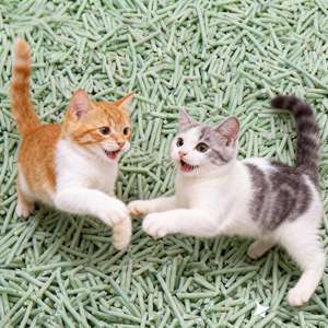 ทรายแมว DongnaiPETS ย่อยสลายได้ เป็นมิตรกับสิ่งแวดล้อม ผลิตจากไม้ผสมคาร์บอนกัมมันต์และแป้งข้าวโพด ปราศจากฝุ่น ละลายน้ำได้ จับตัวเป็นก้อนเร็ว น้ำหนัก 2 กิโลกรัม - Product Image 1