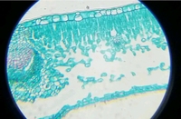 Lames de microscope botanique Yulin personnalisées en usine, préparées pour l'éducation, lames préparées en verre, Épiderme d'Allium Cepa