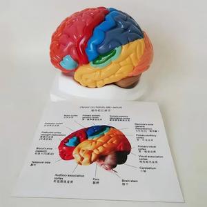 Modèle anatomique des zones fonctionnelles du <span class=keywords><strong>cerveau</strong></span> humain, codées par couleur, en 2 parties, pour l'enseignement de la neurosciences - Product Image 5