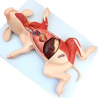 獣医学動物の解剖学豚の解剖学的モデル豚の内臓の筋肉と神経
