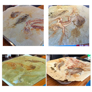 A la venta, máquina de galletas de arroz de Japón, camarones, Senbei, papel de comida japonesa, galleta de mariscos fina, máquina de gofres para pasteles fósiles con CE - Product Image 3