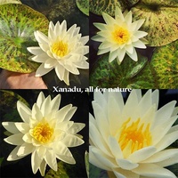 Magnifique Sachet Individuel de Fleurs de Nymphaea Caerulea Bleues de l'Intuition, Fleurs de Lotus Séchées, Tisane Détoxifiante Saine aux Fleurs