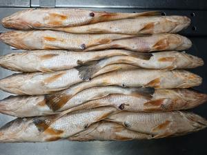 Venta caliente Frozen Yellow Croaker Yellow <span class=keywords><strong>Corvina</strong></span> Buena calidad - Product Image 3