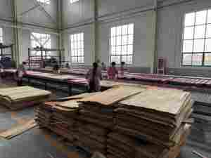 Línea de Producción de Madera Contrachapada YUEQUN, Máquina Pavimentadora Venener para Paneles a Base de Madera, Maquinaria Nueva - Product Image 4