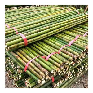 Özel boyut tonkin bambu direkleri kazık destekleyen bitkiler için