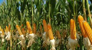 ที่ใส่คีย์การ์ดโรงแรม NFC RFID เป็นมิตรกับสิ่งแวดล้อมไม้ /<span class=keywords><strong>pla</strong></span> 13.56MHz ธรรมชาติสร้างแรงบันดาลใจการออกแบบ2-10ซม. ระยะการอ่าน - Product Image 5