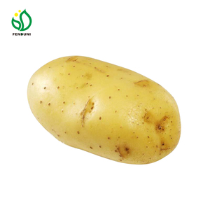 Exportateur <span class=keywords><strong>de</strong></span> pommes <span class=keywords><strong>de</strong></span> <span class=keywords><strong>terre</strong></span> <span class=keywords><strong>russet</strong></span> en Chine, prix des pommes <span class=keywords><strong>de</strong></span> <span class=keywords><strong>terre</strong></span> à vendre : 200,00 $ à 300,00 $ / tonne - Product Image 3