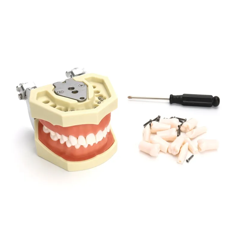 Tandheelkundige Tand Model Met Verwisselbare 28 Tanden, Dental Implant Model