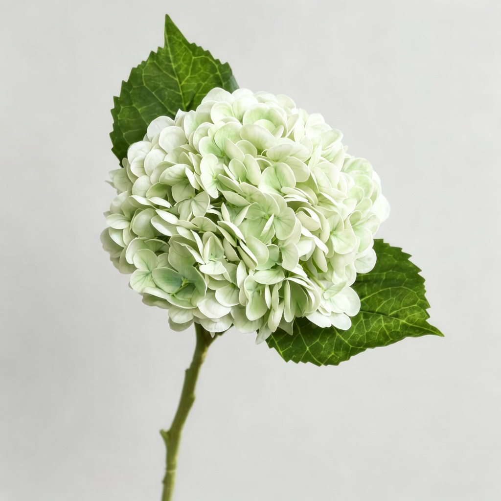 Bianco verde