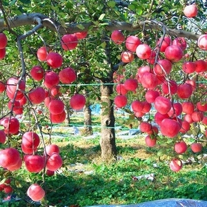 Pomme rouge Fuji fraîche chinoise, exportateur <span class=keywords><strong>de</strong></span> <span class=keywords><strong>pommes</strong></span> Fuji en Chine, douce et croustillante, vente en gros en vrac pour l'exportation - Product Image 4