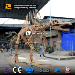 Squelette de spinosaure jurassique fossile de dinosaure réaliste - Product Image 6