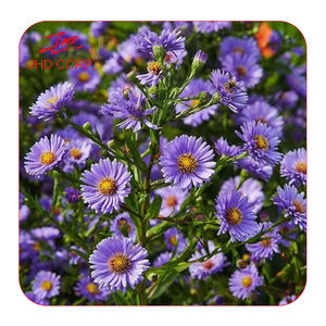 タタリアンアスターエキス粉末工場供給 - Product Image 3