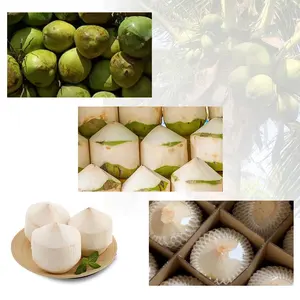 자동 전기 녹색 코코넛 껍질 제거 강판 필러 제거 껍질 스크레이퍼 오픈 오프너 커터 컷 껍질 기계