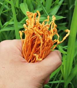 Lien Cordyceps Militaris entier séché naturel de couleur <span class=keywords><strong>orange</strong></span> produit de <span class=keywords><strong>champignons</strong></span> de qualité supérieure - Product Image 5