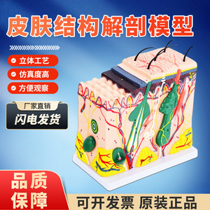Modèle 3D agrandi de la structure du tissu cutané, anatomie stratifiée du corps humain, chirurgie esthétique et modèle capillaire - Product Image 5
