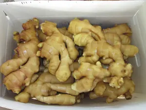 New Crop Hot Sale Fresh Ginger And Air Dried Ginger With High Quality