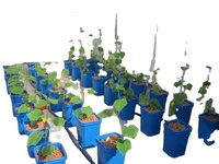 Meilleure vente seaux de culture hydroponique * 6 barils de plantation Pots en filet en plastique couvercles en maille pour tente jardin intérieur conteneur ferme