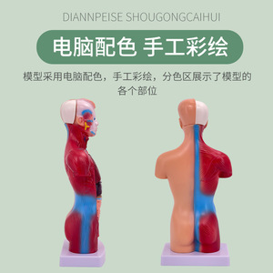 Modèle du corps humain, 26 cm, avec organes internes détachables, squelette pédagogique médical, jouet éducatif pour enfants, 28 cm. - Product Image 3