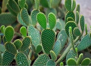 Hot bán cây xương rồng chiết xuất opuntia ficus-indica chiết xuất - Product Image 5
