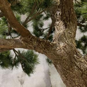 Nhân Tạo Thông Chi Nhánh Lớn Trong Chậu Nhà Máy Tùy Chỉnh Cảnh Quan Cây Thông Nhân Tạo Cây Thông Bonsai Cây Cây Thông Cho Trang Trí Nội Thất - Product Image 5