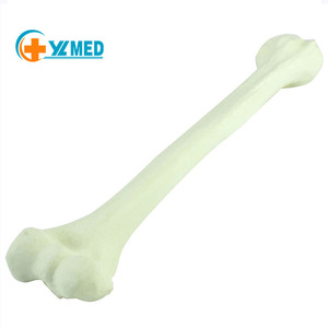 Модель плечевой кости Обучающие модели большеберцовой и малоберцовой костей человека для медицинского обучения и обучения, синтетические кости-скелет - Product Image 2