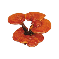 100% pur Reishi champignon extrait poudre/lucide Ganoderma extrait/10:1 Ganoderma Lucidum extrait poudre champignon