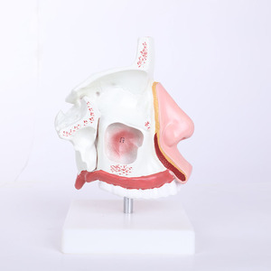 Modelo de anatomía nasal de PVC con textura suave Chinon BIX-A1059 del Medical College, ampliado dos veces para que los estudiantes entiendan la anatomía nasal interna - Product Image 4