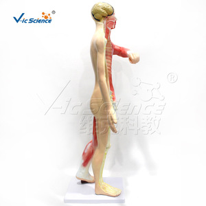Estructura anatómica del sistema nervioso humano de cuerpo entero, del sistema nervioso central y periférico; modelo de enseñanza médica - Product Image 4