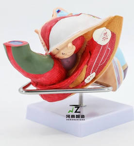 Scienza medica organo genitale maschile umano modello di formazione anatomica organo maschile genitale maschile modello organo maschile - Product Image 4