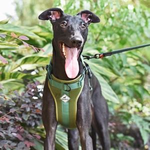 Grosir lembut empuk cepat dilepas reflektif anjing berjalan <span class=keywords><strong>Mesh</strong></span> <span class=keywords><strong>Harness</strong></span> dengan fitur terpisah dan Jacquard menenun pegangan - Product Image 1