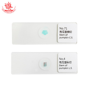 Secciones del tallo de calabaza, tomadas transversalmente y longitudinalmente, muestran estructuras celulares claras que son fáciles de observar bajo una luz intensa. - Product Image 3