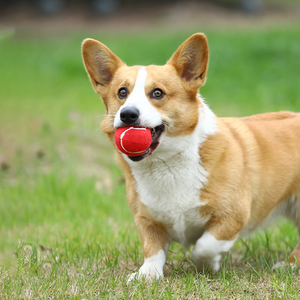 ของเล่นลูกเทนนิสสำหรับสุนัขและ<span class=keywords><strong>แมว</strong></span> ทำจากยางและกำมะหยี่ รูปทรงเหมือนจริง ใช้งานได้หลากหลาย เหมาะสำหรับฝึกฝน เป็นมิตรกับสิ่งแวดล้อม พร้อมสกรีนโลโก้ตามสั่ง เหมาะสำหรับแจกเป็นของขวัญ - Product Image 3