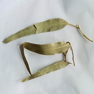 <span class=keywords><strong>Feuilles</strong></span> <span class=keywords><strong>d</strong></span>'<span class=keywords><strong>eucalyptus</strong></span> entiers sans produits chimiques, <span class=keywords><strong>feuilles</strong></span> <span class=keywords><strong>d</strong></span>'<span class=keywords><strong>eucalyptus</strong></span> naturelles, brutes et séchées, <span class=keywords><strong>feuilles</strong></span> <span class=keywords><strong>d</strong></span>'<span class=keywords><strong>eucalyptus</strong></span> en vrac pour <span class=keywords><strong>tisane</strong></span> - Product Image 6