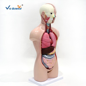 Modello di Torso Umano Maschile e Femminile da 42cm con Struttura degli Organi Interni Staccabile per l'Insegnamento in Laboratorio Scolastico - Product Image 1
