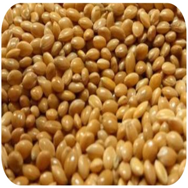 Лидер продаж, желтое просо для корма для птиц от индийского поставщика Jenmark Global