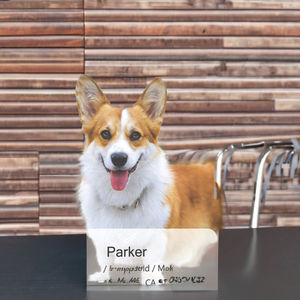 Collar de perro inteligente moderno de lujo personalizable Premium Nylon reflectante liberación rápida personalizado código <span class=keywords><strong>QR</strong></span> Software identificación sólida - Product Image 3