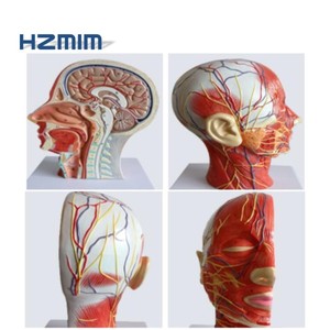 Modèle anatomique de tête humaine, modèle neurovasculaire de tête et de <span class=keywords><strong>cou</strong></span> - Product Image 6