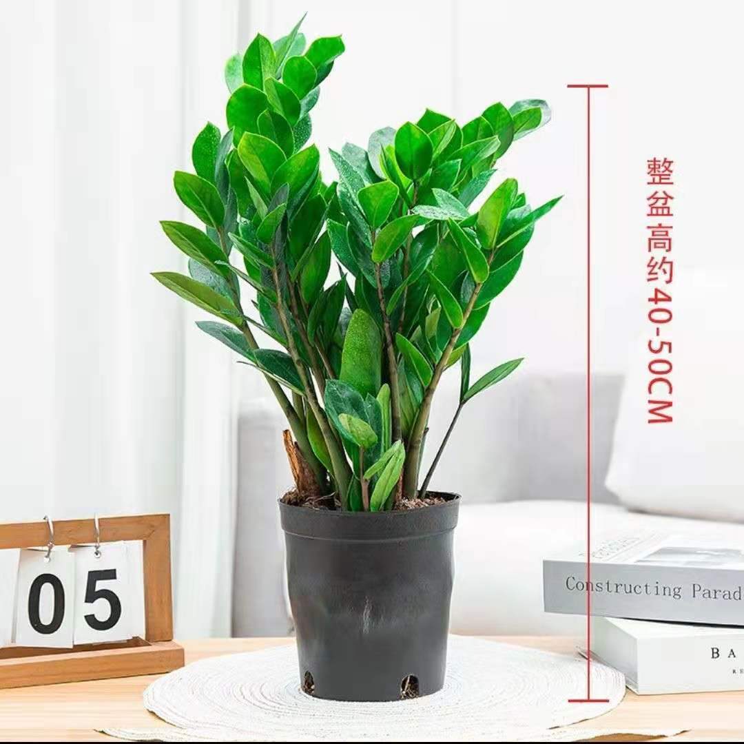 Pot gallon haut de gamme - comprend engrais + tutoriel + plateau