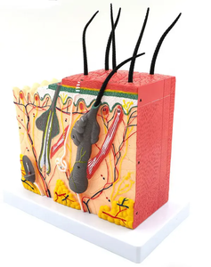 Anatomisch Model Vergrote Structuur Heldere Pvc-Huidpop Voor Medische Wetenschappelijke Training Hechten Voor Medisch Schoolonderwijs - Product Image 3