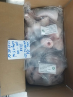 Filete de Pangasius Congelado de Grado A Bajo en Carbohidratos, Procesado IQF con Porciones Enteras Frescas de Primera Calidad, Paquete a Granel, Can Tho Vietnam VHFood