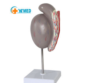 Modello Anatomico Didattico di Testicolo Umano per l'Educazione Medica, Modello di Testicolo Ingrandito - Product Image 1